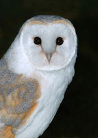 Barn Owl