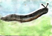 Elly's slug picture